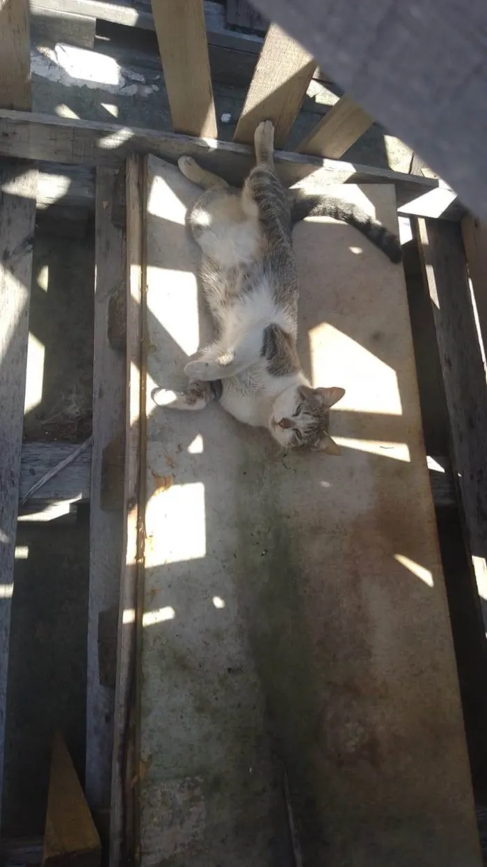 Gato ra a SRD-ViraLata idade 3 anos nome WELLINGTON NOGUEIRA NEVES