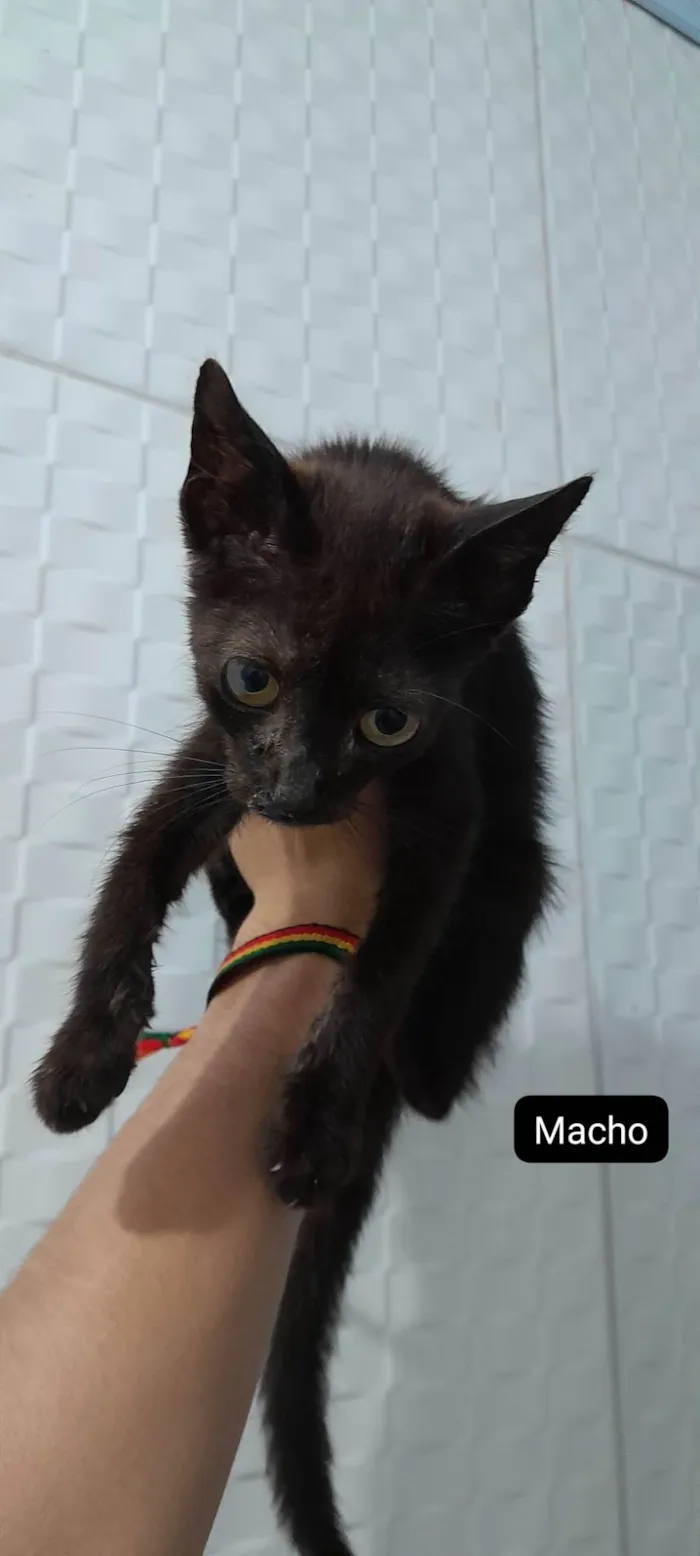 Gato ra a SRD-ViraLata idade 2 a 6 meses nome gatinhos para adoção 
