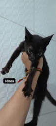gatinhos para adoção 