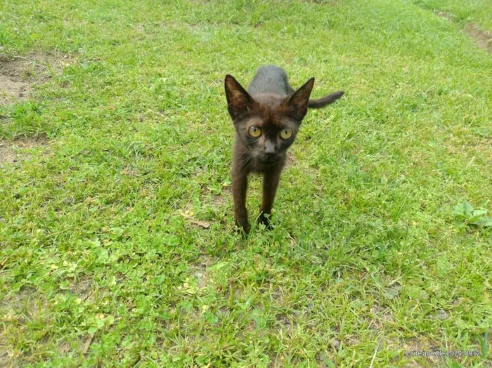 Gato ra a SRD-ViraLata idade 2 a 6 meses nome gatinhos para adoção 