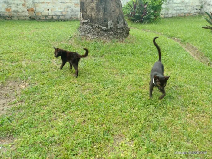 Gato ra a SRD-ViraLata idade 2 a 6 meses nome gatinhos para adoção 