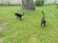 gatinhos para adoção