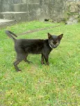 gatinhos para adoção 