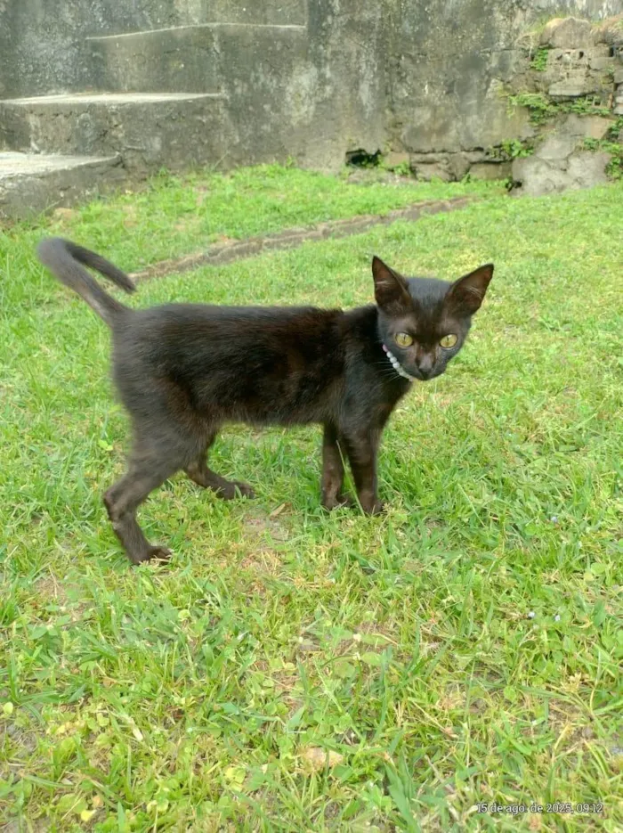 Gato ra a SRD-ViraLata idade 2 a 6 meses nome gatinhos para adoção 