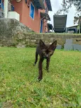 gatinhos para adoção 