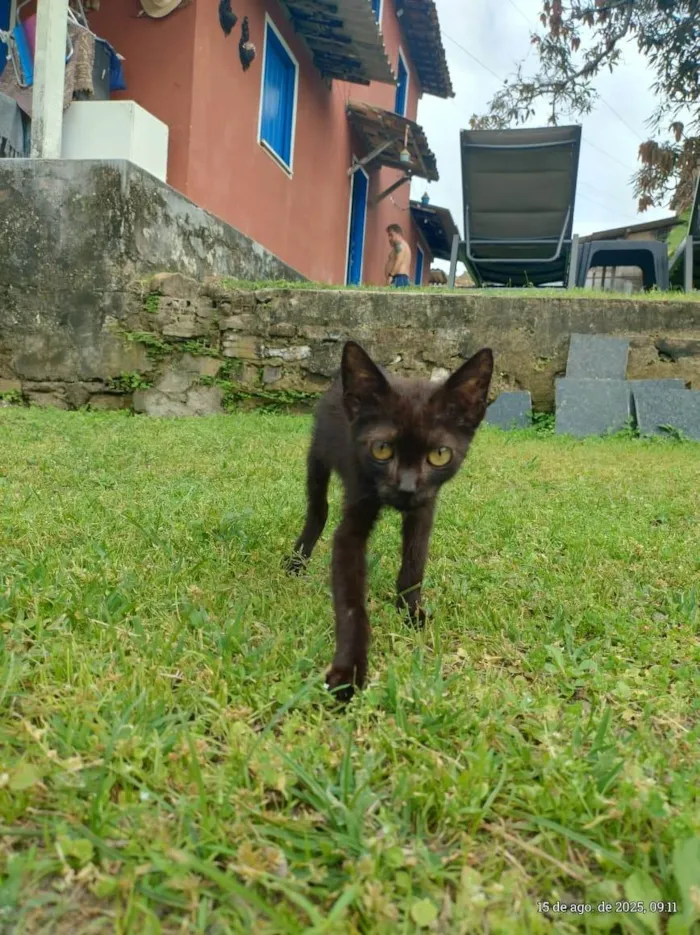 Gato ra a SRD-ViraLata idade 2 a 6 meses nome gatinhos para adoção 