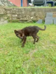 gatinhos para adoção 
