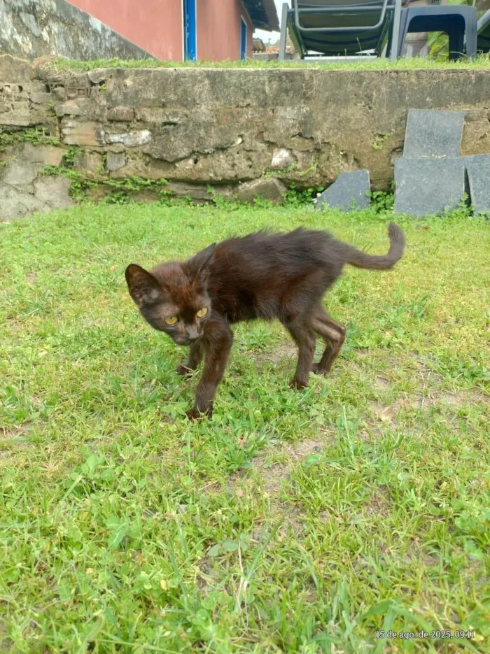 Gato ra a SRD-ViraLata idade 2 a 6 meses nome gatinhos para adoção 