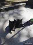 gatinhos para adoção 