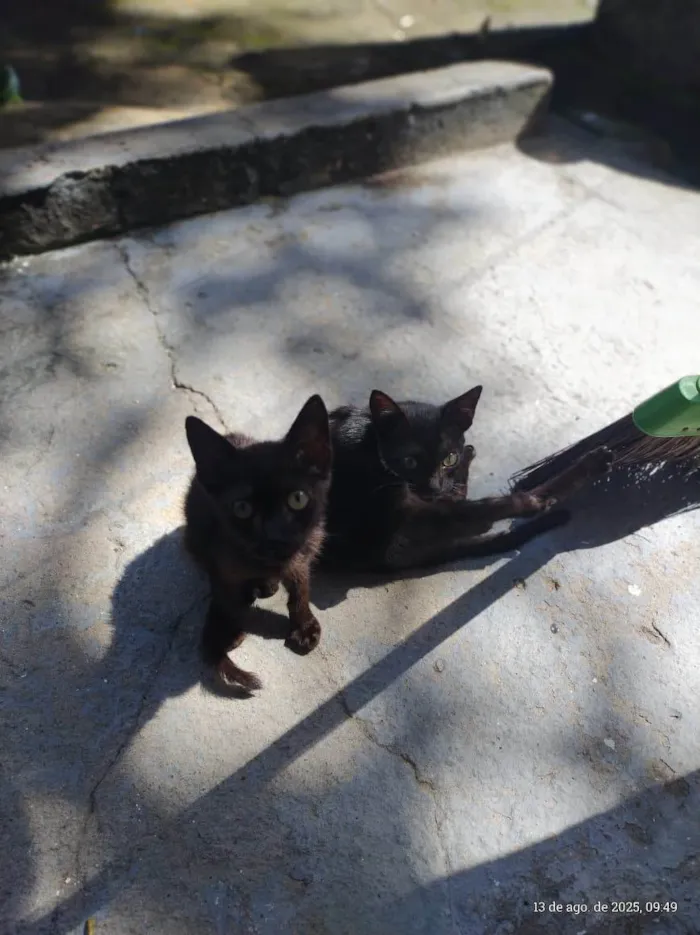 Gato ra a SRD-ViraLata idade 2 a 6 meses nome gatinhos para adoção 