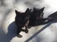 gatinhos para adoção 