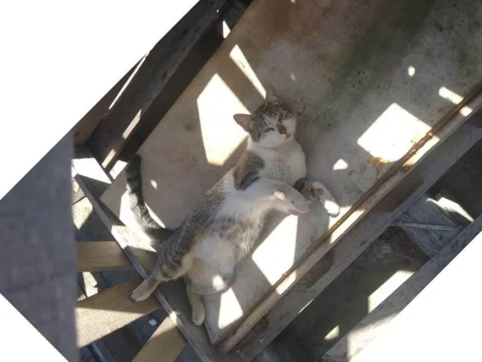 Gato ra a SRD-ViraLata idade 3 anos nome WELLINGTON NOGUEIRA NEVES