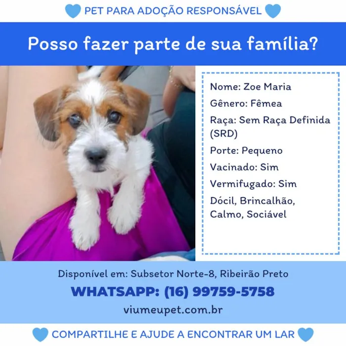 Cachorro ra a SRD-ViraLata idade 7 a 11 meses nome Zoe Maria