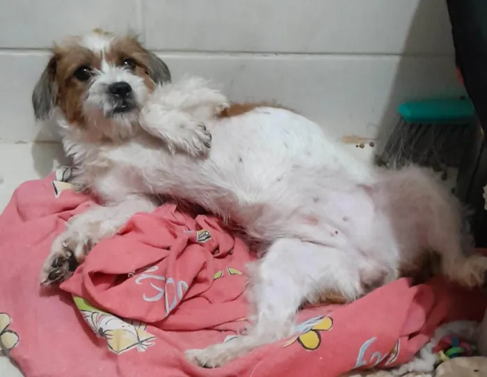 Cachorro ra a SRD-ViraLata idade 7 a 11 meses nome Zoe Maria