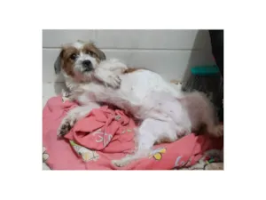 Cachorro raça SRD-ViraLata idade 7 a 11 meses nome Zoe Maria