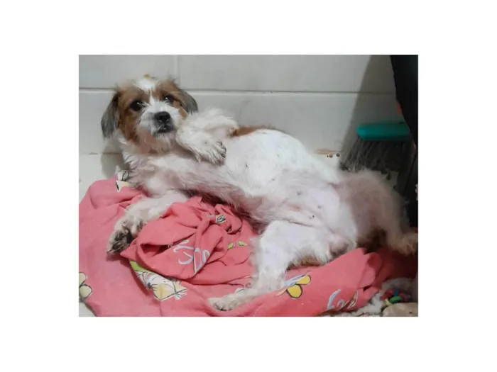 Cachorro ra a SRD-ViraLata idade 7 a 11 meses nome Zoe Maria