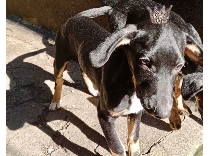Cachorro ra a SRD-ViraLata idade 2 a 6 meses nome Nutella bb5meses porte pequeno 