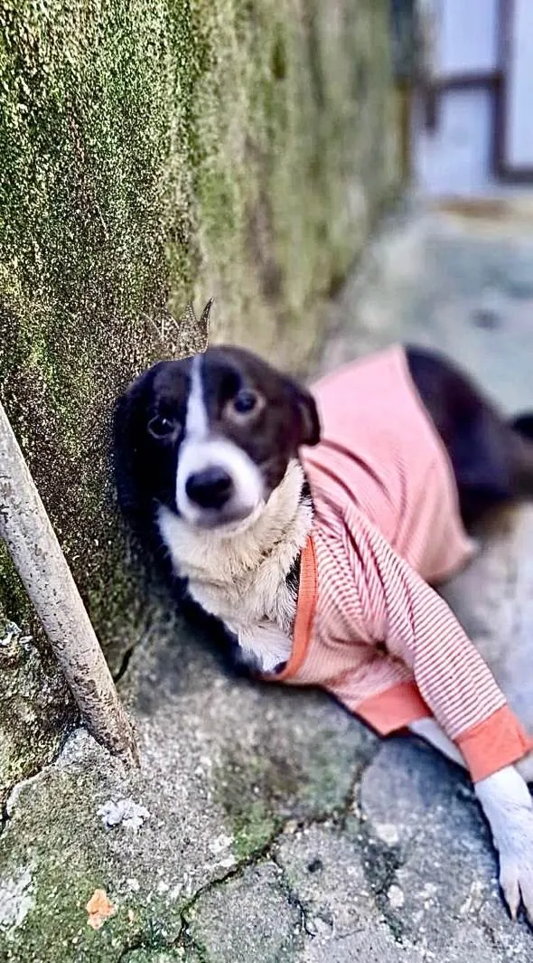 Cachorro ra a SRD-ViraLata idade 7 a 11 meses nome Princesa bb9meses porte P linda 