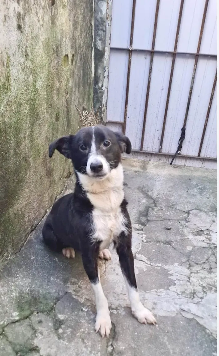 Cachorro ra a SRD-ViraLata idade 7 a 11 meses nome Princesa bb9meses porte P linda 