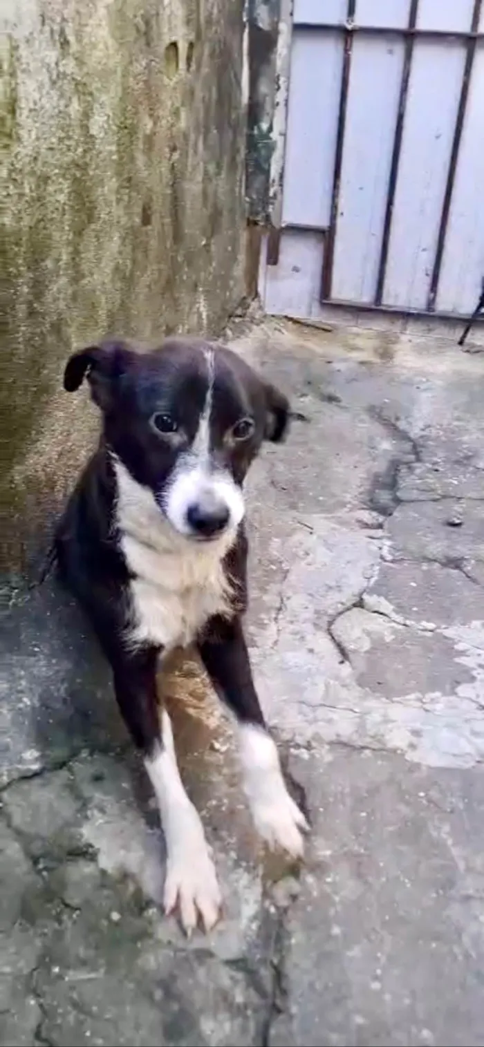 Cachorro ra a SRD-ViraLata idade 7 a 11 meses nome Princesa bb9meses porte P linda 