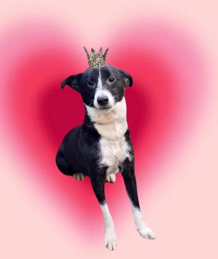 Cachorro ra a SRD-ViraLata idade 7 a 11 meses nome Princesa bb9meses porte P linda 