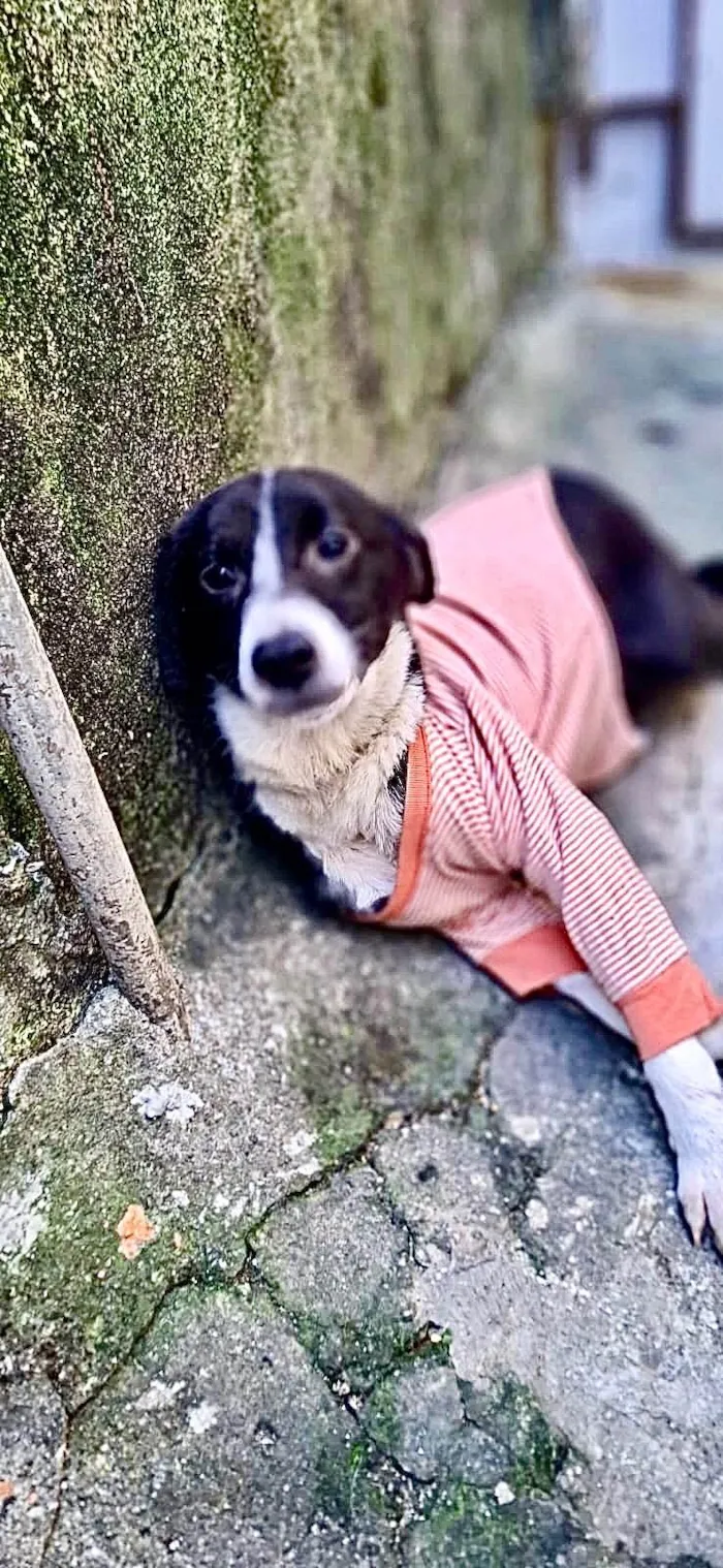 Cachorro ra a SRD-ViraLata idade 7 a 11 meses nome Princesa bb9meses porte P linda 