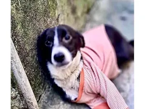 Cachorro raça SRD-ViraLata idade 7 a 11 meses nome Princesa bb9meses porte P linda 