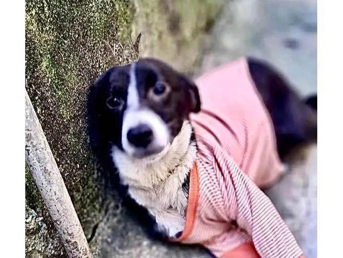 Cachorro ra a SRD-ViraLata idade 7 a 11 meses nome Princesa bb9meses porte P linda 