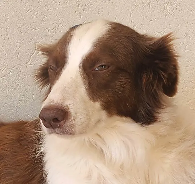Cachorro ra a SRD-ViraLata idade 2 anos nome Sem nome
