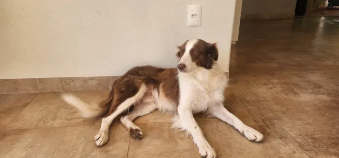 Cachorro ra a SRD-ViraLata idade 2 anos nome Sem nome
