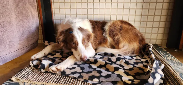 Cachorro ra a SRD-ViraLata idade 2 anos nome Sem nome