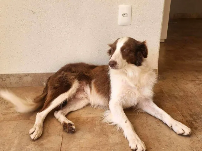Cachorro ra a SRD-ViraLata idade 2 anos nome Sem nome