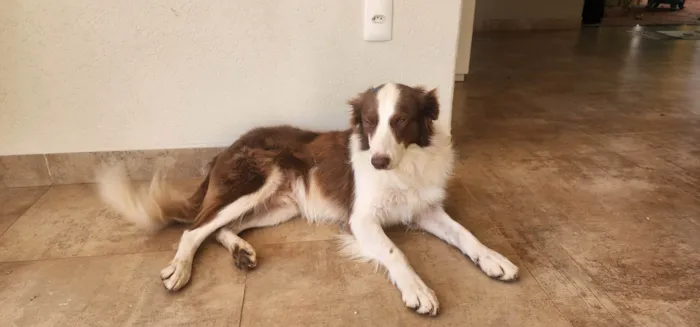 Cachorro ra a SRD-ViraLata idade 2 anos nome Sem nome
