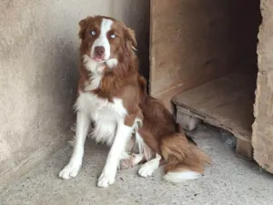 Cachorro raça  idade 2 anos nome Peter