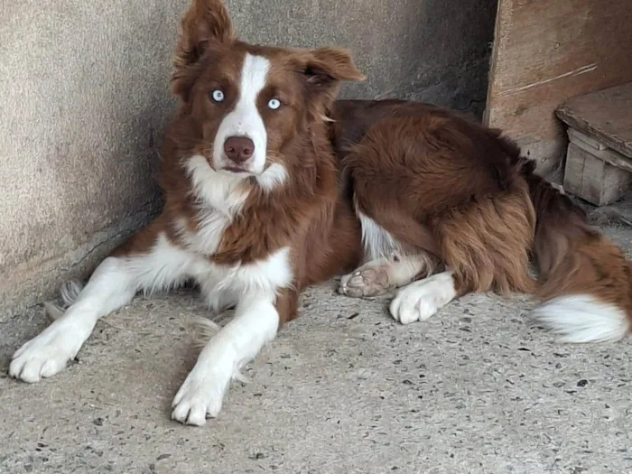 Cachorro ra a  idade 2 anos nome Peter