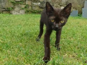 Gato raça SRD-ViraLata idade 2 a 6 meses nome gatinhos para adoção 