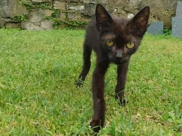Gato ra a SRD-ViraLata idade 2 a 6 meses nome gatinhos para adoção 