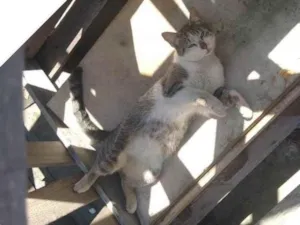 Gato raça SRD-ViraLata idade 3 anos nome WELLINGTON NOGUEIRA NEVES