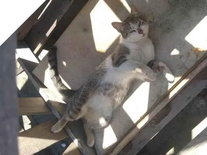 Gato ra a SRD-ViraLata idade 3 anos nome WELLINGTON NOGUEIRA NEVES