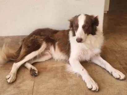 Cachorro raça SRD-ViraLata idade 2 anos nome Sem nome
