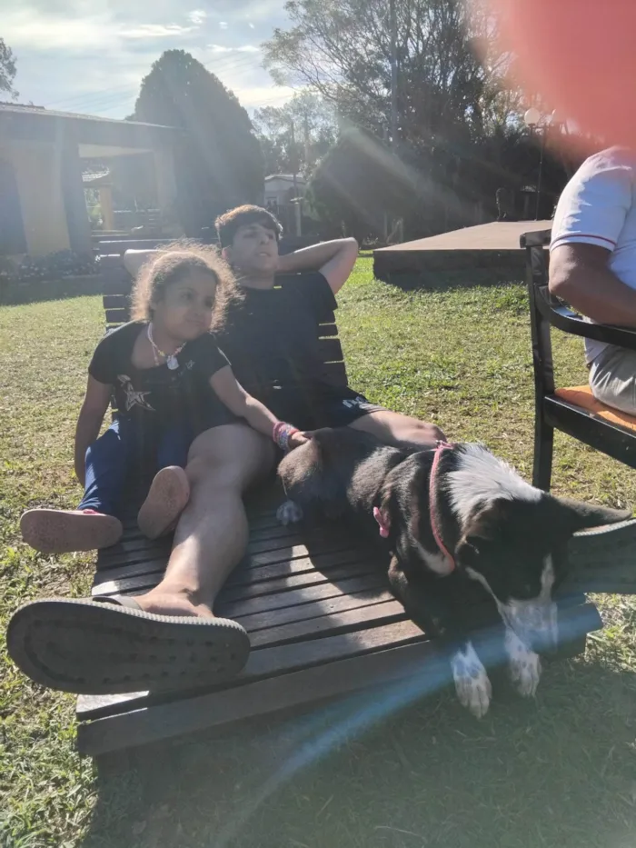 Cachorro ra a SRD-ViraLata idade 2 a 6 meses nome Bia