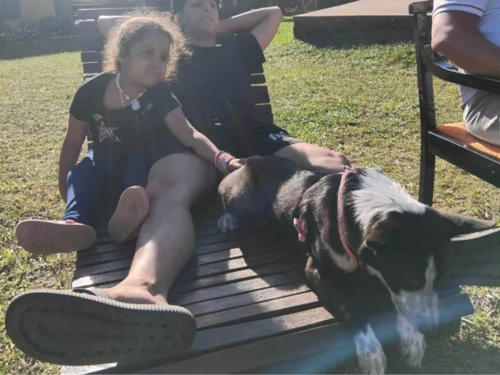 Cachorro ra a SRD-ViraLata idade 2 a 6 meses nome Bia