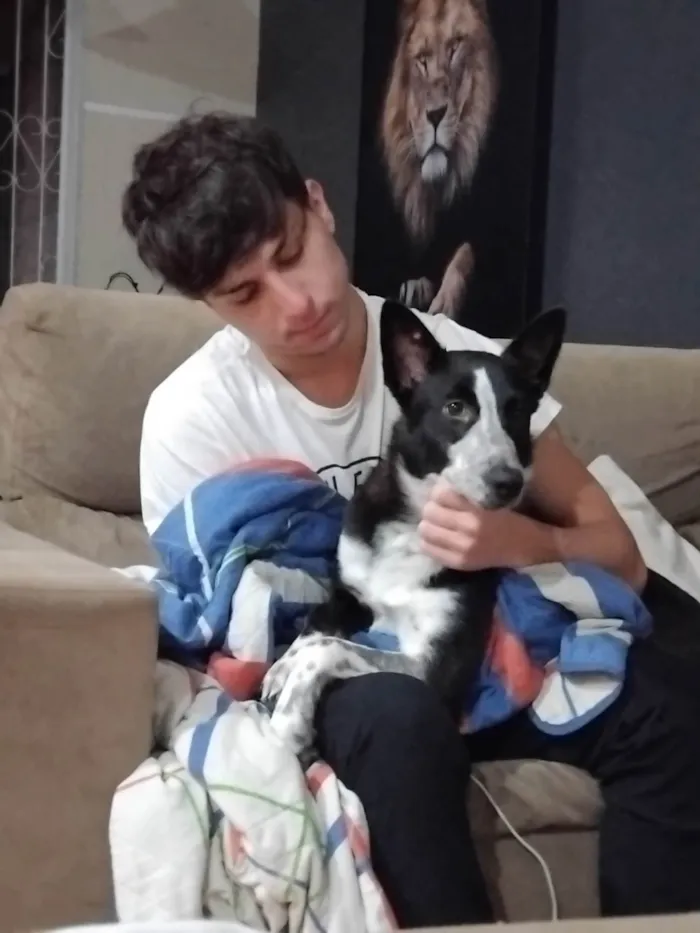 Cachorro ra a SRD-ViraLata idade 2 a 6 meses nome Bia