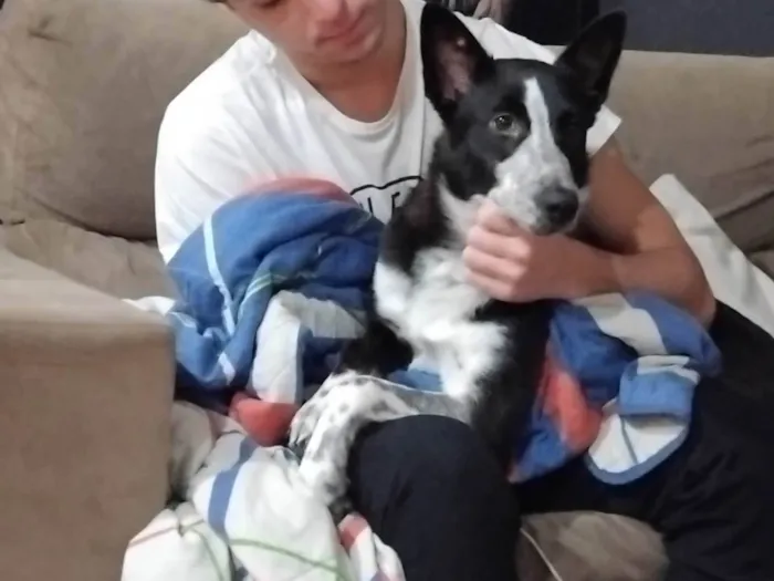 Cachorro ra a SRD-ViraLata idade 2 a 6 meses nome Bia