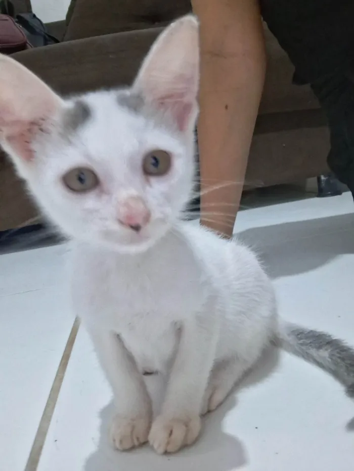 Gato ra a SRD-ViraLata idade 2 a 6 meses nome Sem nome