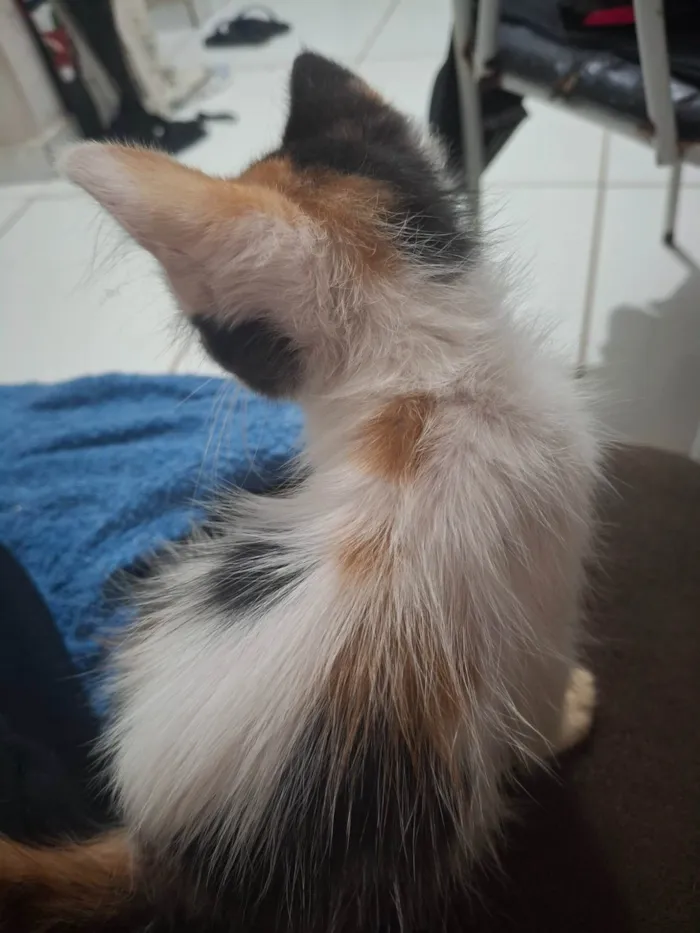 Gato ra a SRD-ViraLata idade 2 a 6 meses nome Sem nome