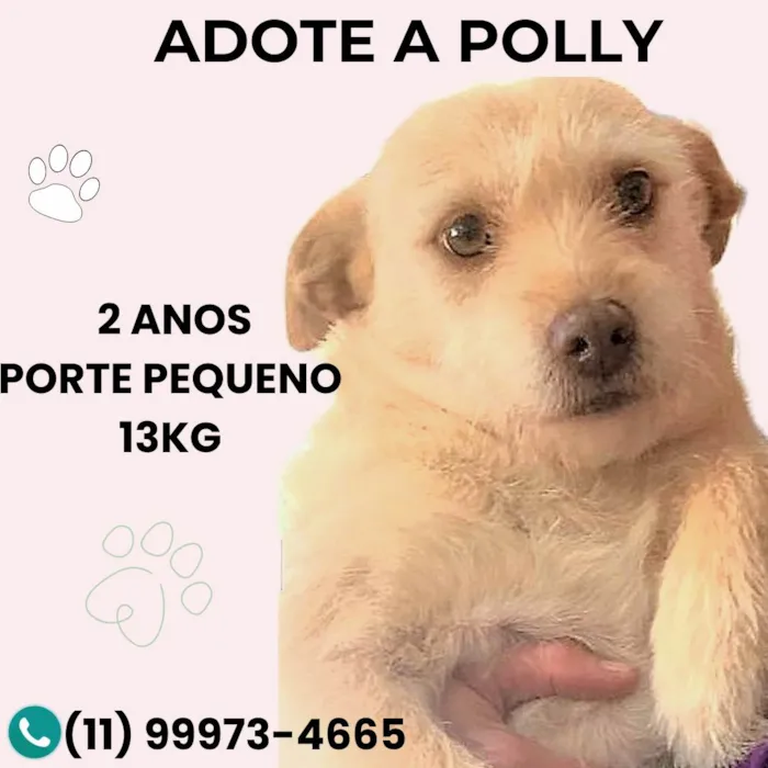 Cachorro ra a SRD-ViraLata idade 2 anos nome Polly