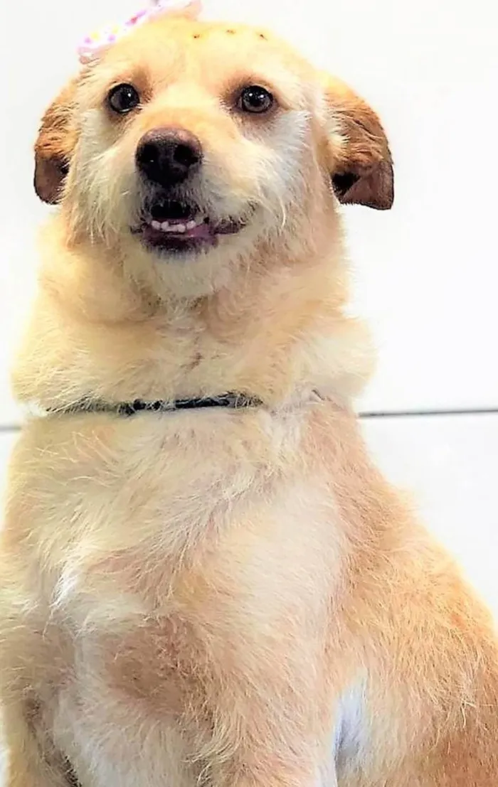 Cachorro ra a SRD-ViraLata idade 2 anos nome Polly