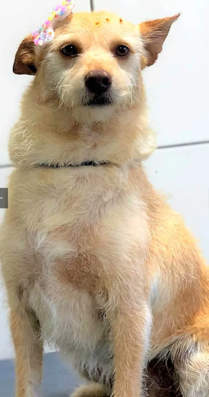 Cachorro ra a SRD-ViraLata idade 2 anos nome Polly