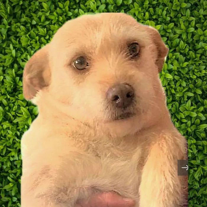 Cachorro ra a SRD-ViraLata idade 2 anos nome Polly